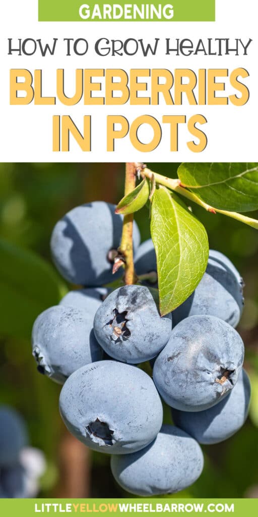 How to Grow Blueberries in Containers Everything You