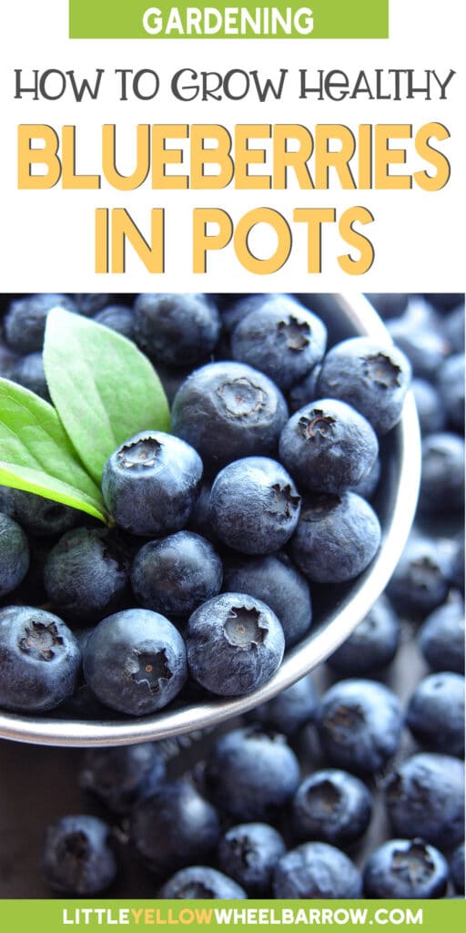 How to Grow Blueberries in Containers Everything You Should Know! (2022)