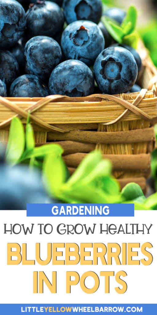 How to Grow Blueberries in Containers Everything You Should Know! (2022)