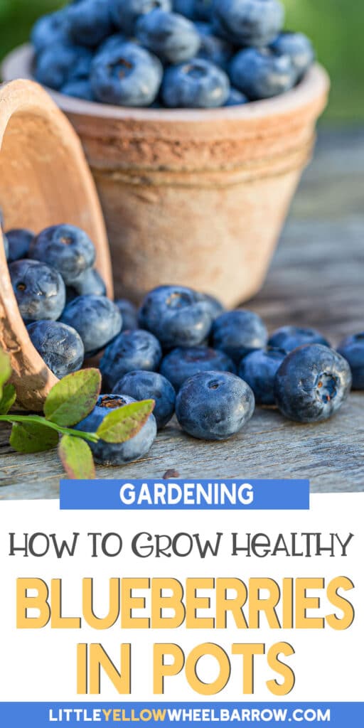 How to Grow Blueberries in Containers Everything You Should Know! (2022)