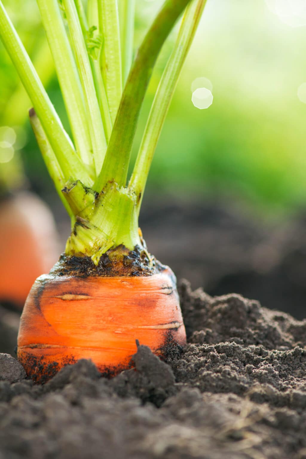 How to Grow Carrots in Containers: A Comprehensive Guide