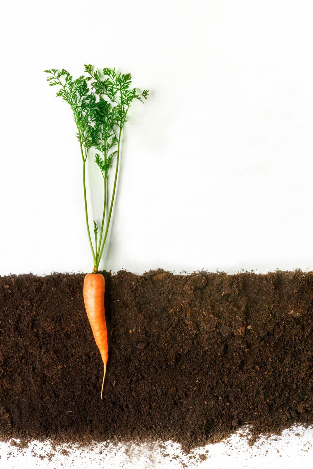How to Grow Carrots in Containers A Comprehensive Guide