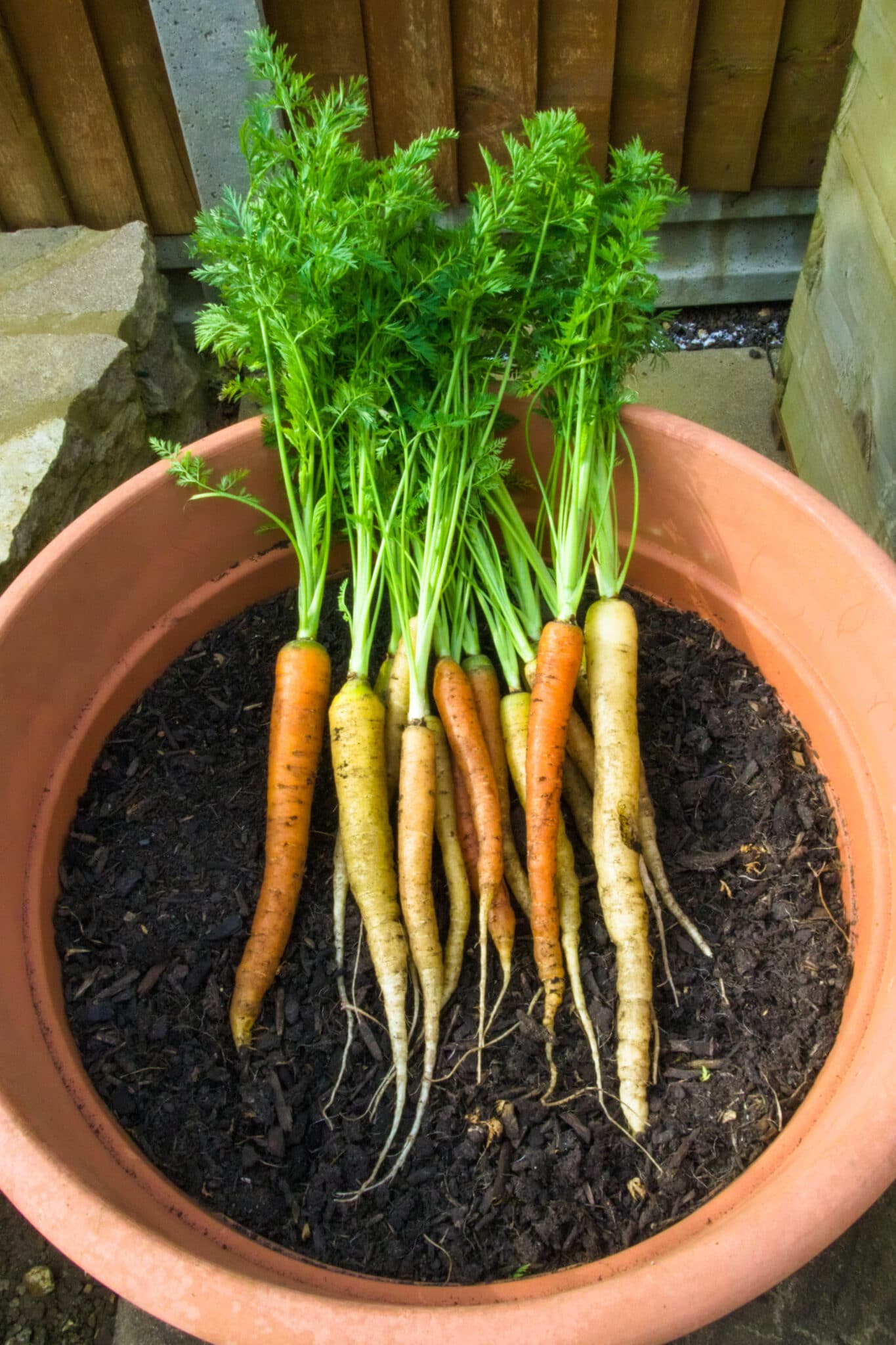 Carrots growing in a container garden with rich soil and proper drainage