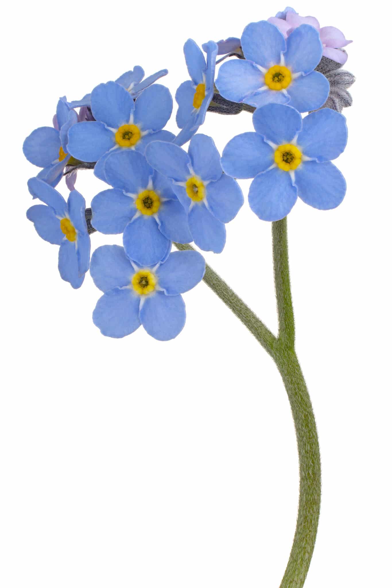 The 12 Fastest Growing Flowers A Full Guide With Bloom Times!