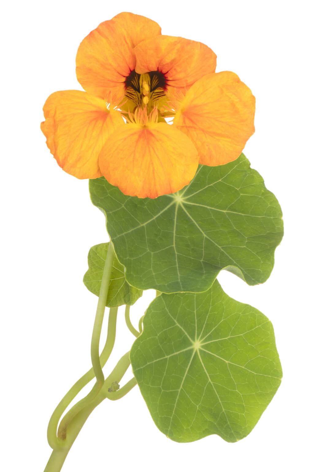 12 Fastest Growing Flowers to Grow in Your Garden (2022)