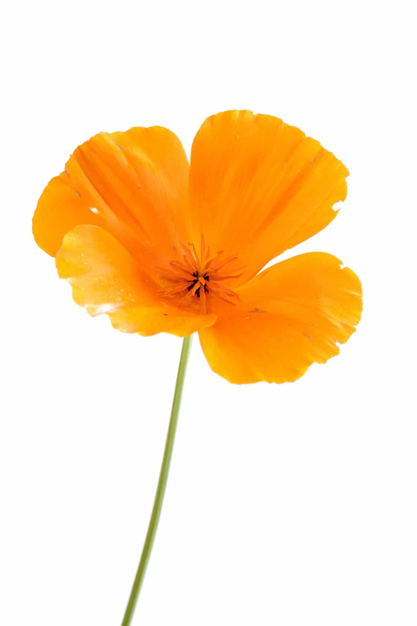 Bright yellow-orange california poppy against a bright white background. 