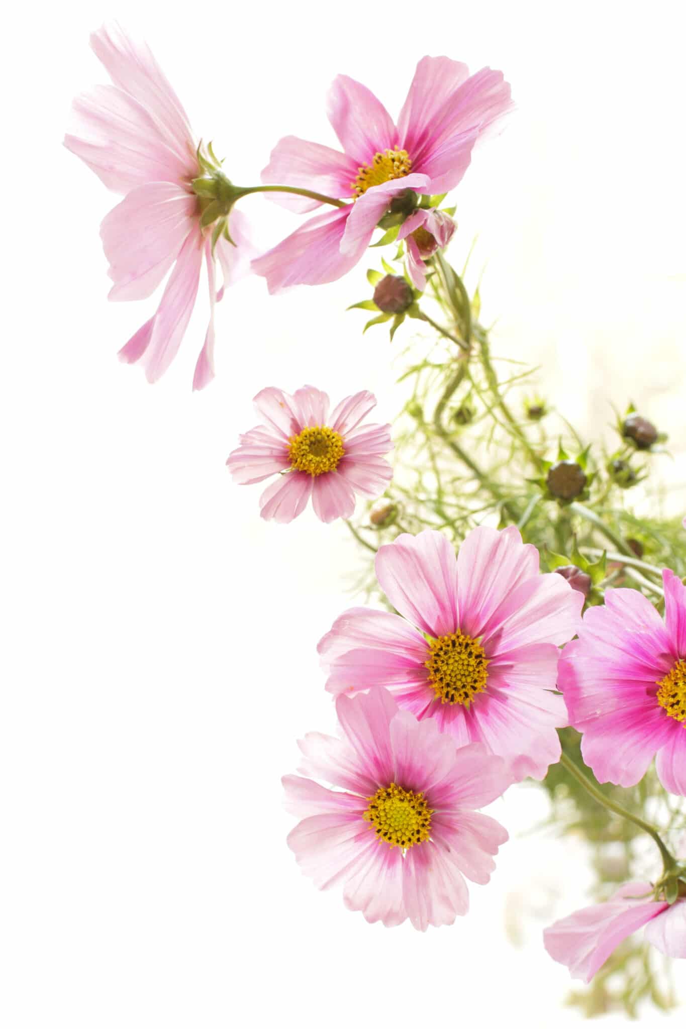 Lacy delicate pink petaled cosmos flowers against a bright white background. 