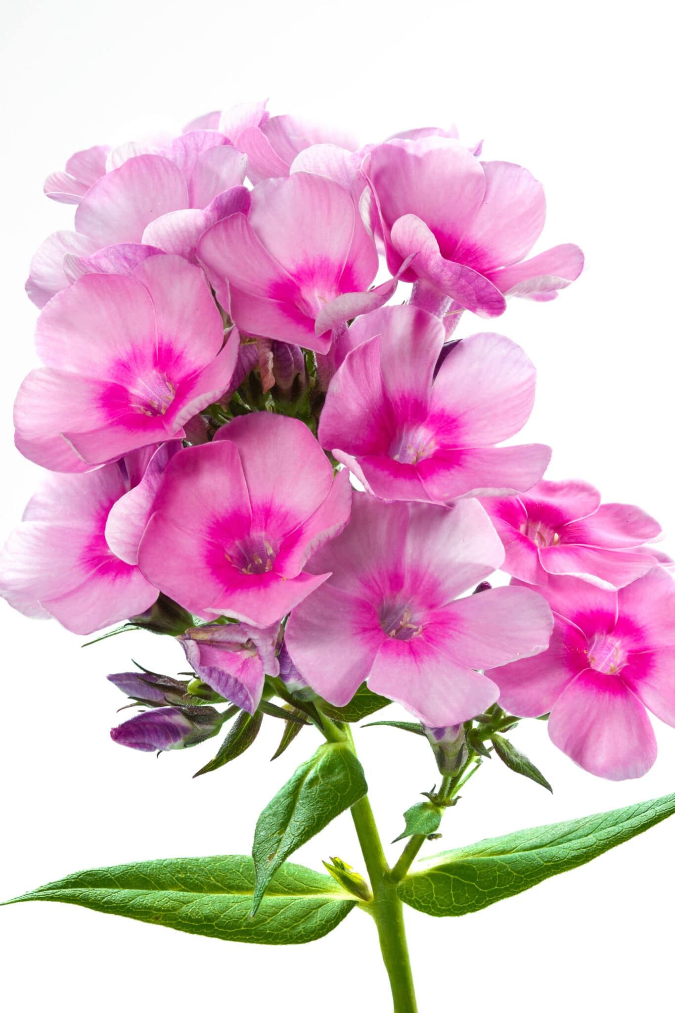 12 Fastest Growing Flowers to Grow in Your Garden (2022)