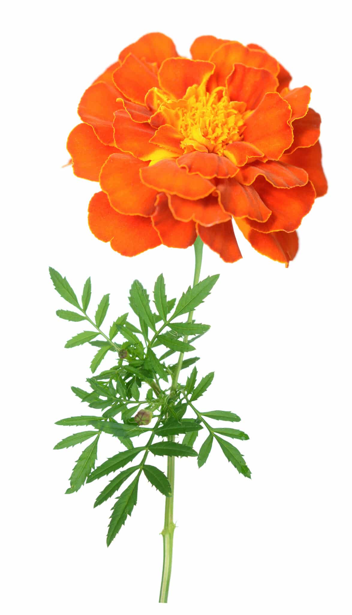 Beautiful African marigold isolated on white background.
