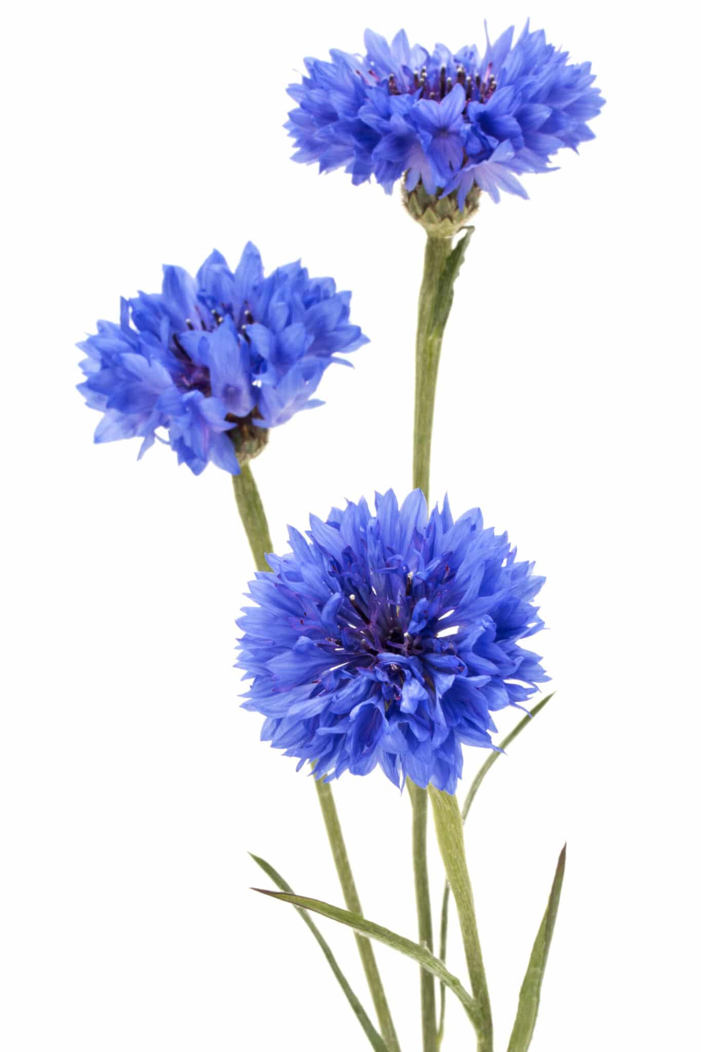 Three bright blue stems of bachelor buttons against a bright white background. 
