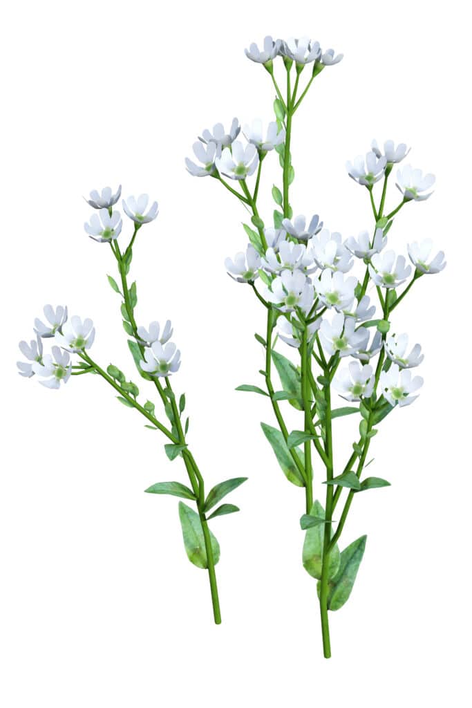 12 Fastest Growing Flowers to Grow in Your Garden (2022)