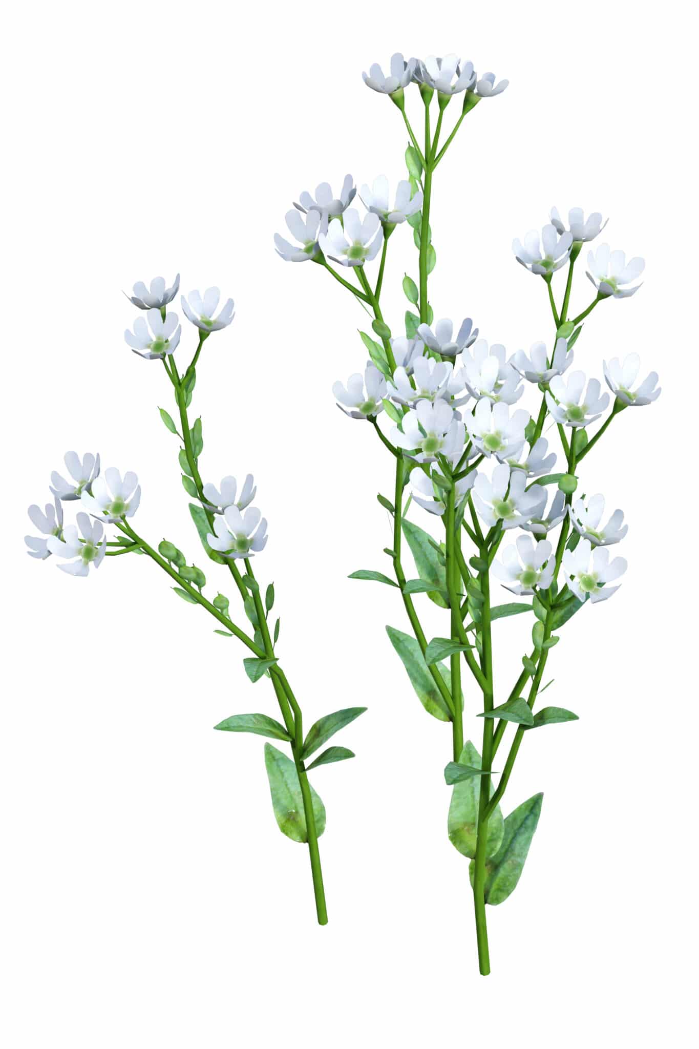Pretty delicate small flowers of alyssum isolated against a bright white background. 