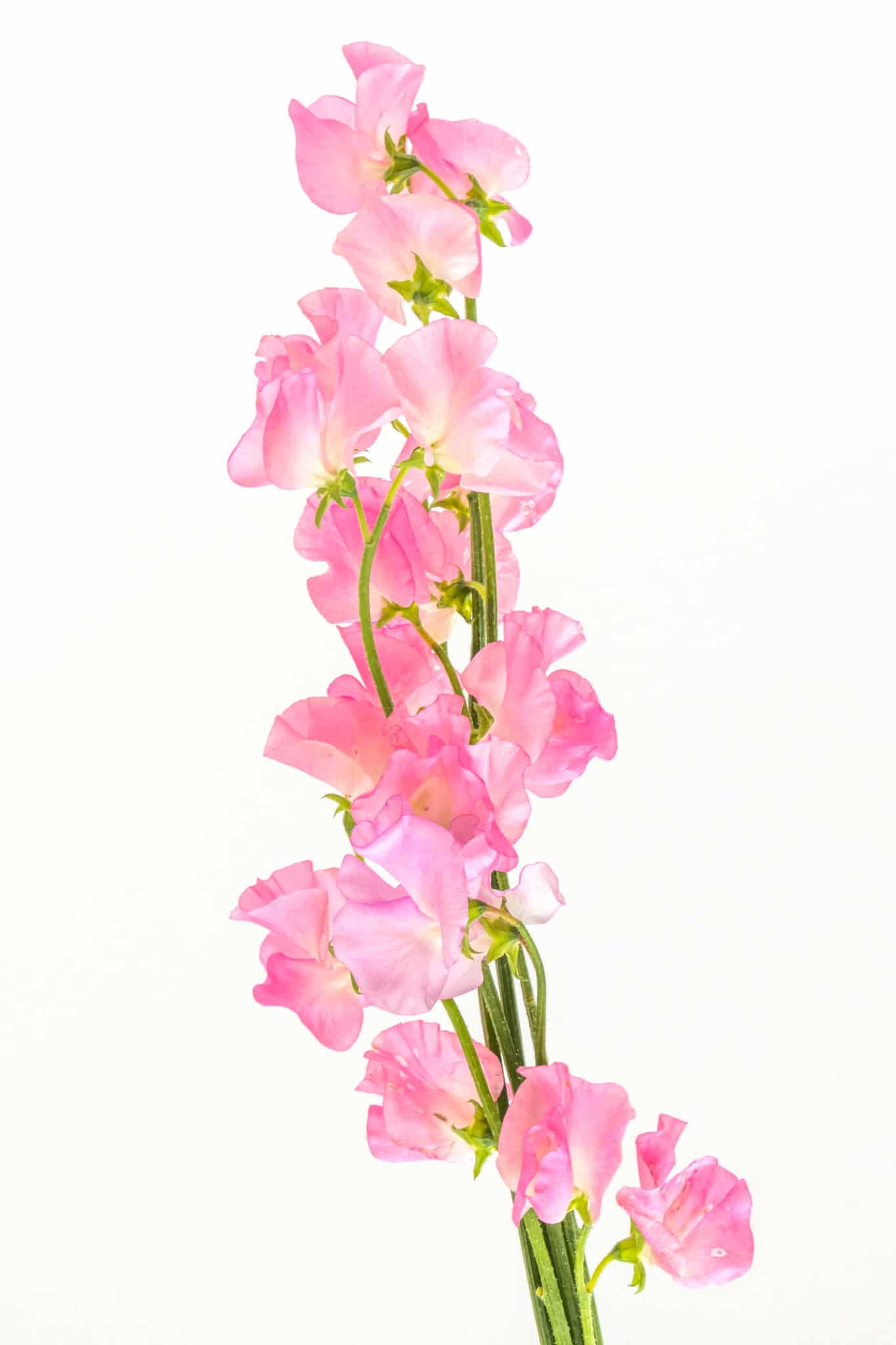 Soft pink petaled sweet pea flowers against a bright white background.  