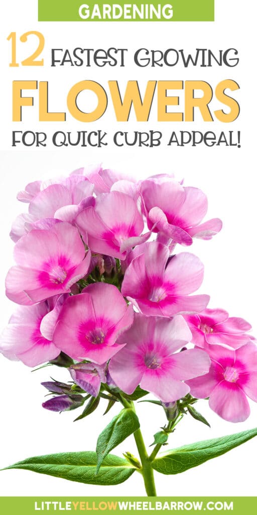 12 Fastest Growing Flowers to Grow in Your Garden (2022)