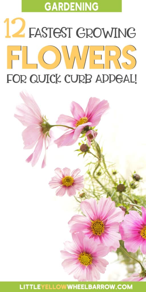 12 Fastest Growing Flowers to Grow in Your Garden (2022)