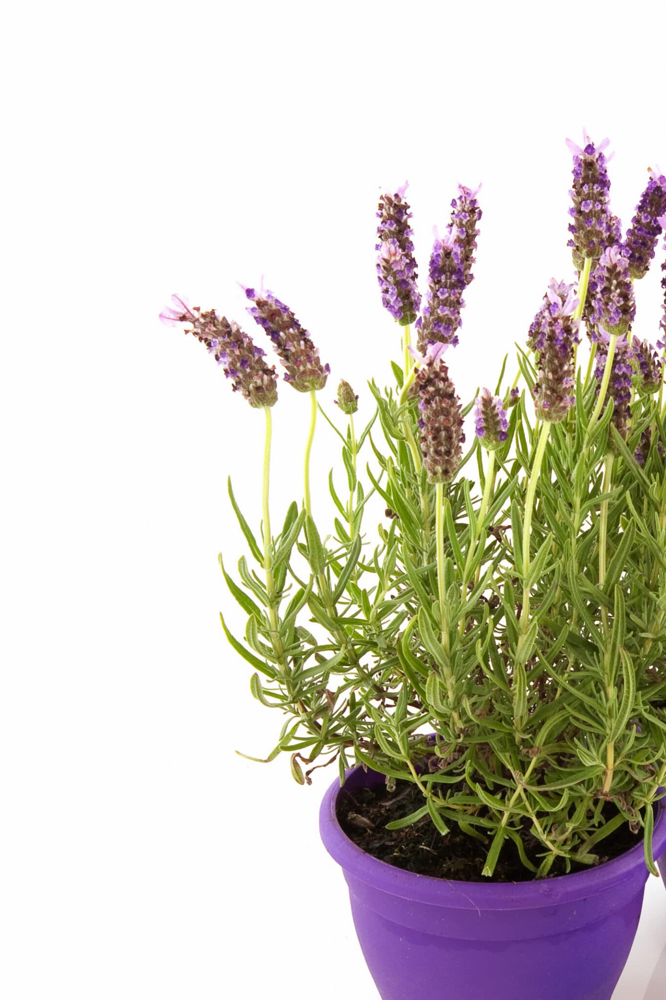 An image of growing lavender in pots against a bright white background. 
