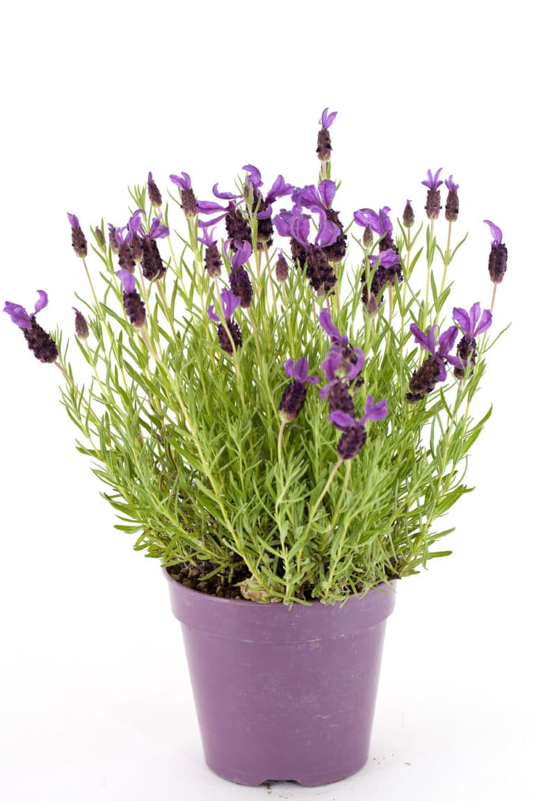 Growing Lavender in Pots Year Round – The tips You need!