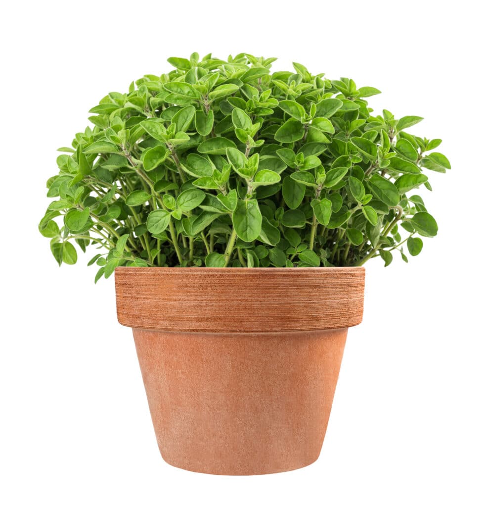 Oregano Plant How To Grow, Harvest, And Use Them