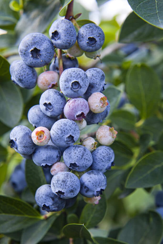 How to Grow Blueberries in Containers Everything You Should Know! (2022)