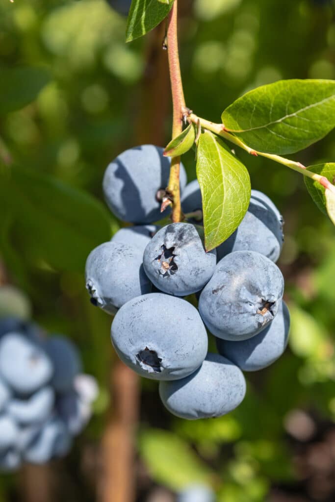 How to Grow Blueberries in Containers Everything You Should Know! (2022)