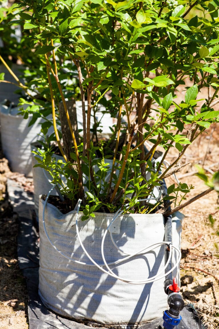How to Grow Blueberries in Containers Everything You Should Know! (2022)