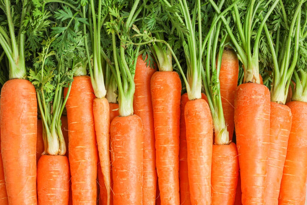 Growing Carrots in Containers A Comprehensive Guide (2023)