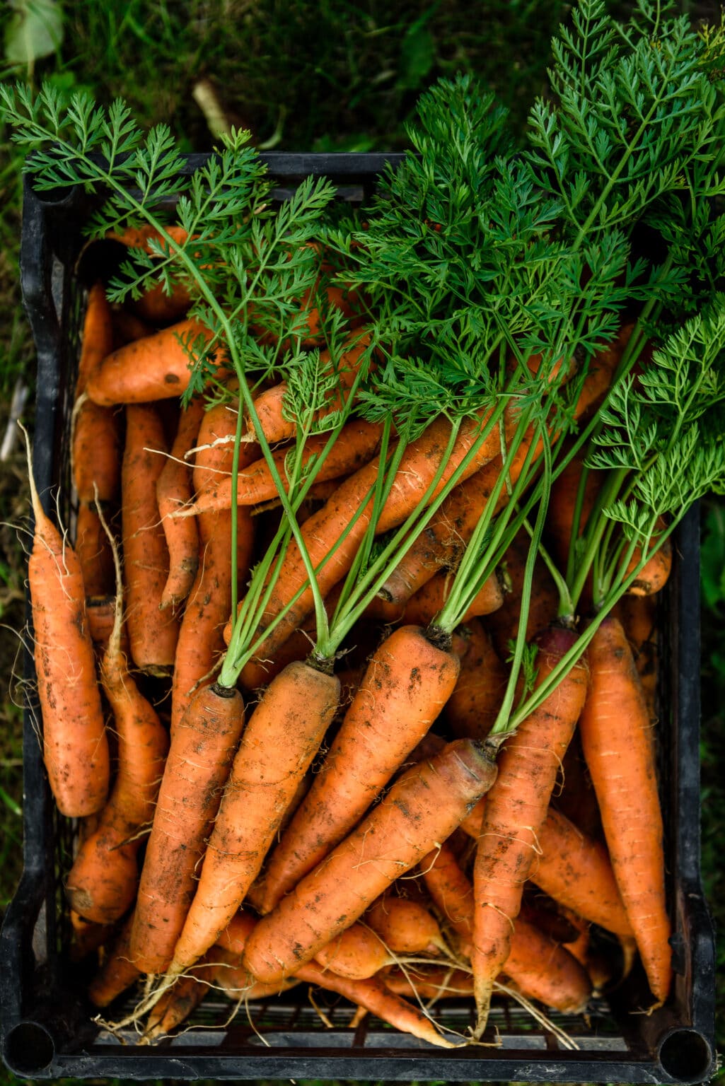 Growing Carrots in Containers A Comprehensive Guide (2023)