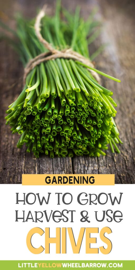 Chive Plant How To Grow, Harvest & Use Them