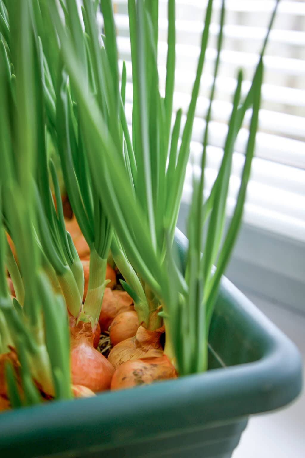 How to Grow Onions in Containers Expert Tips and Techniques