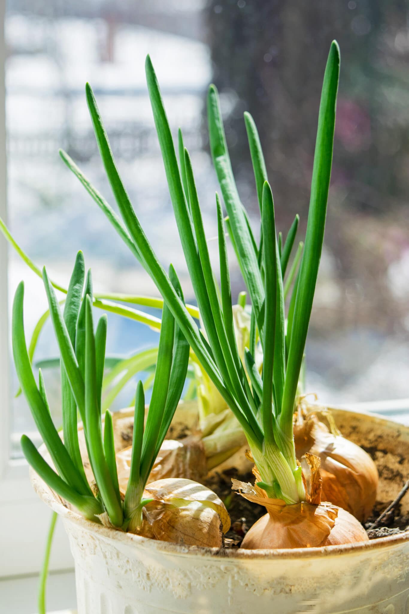 Growing onions in containers on a window sill.