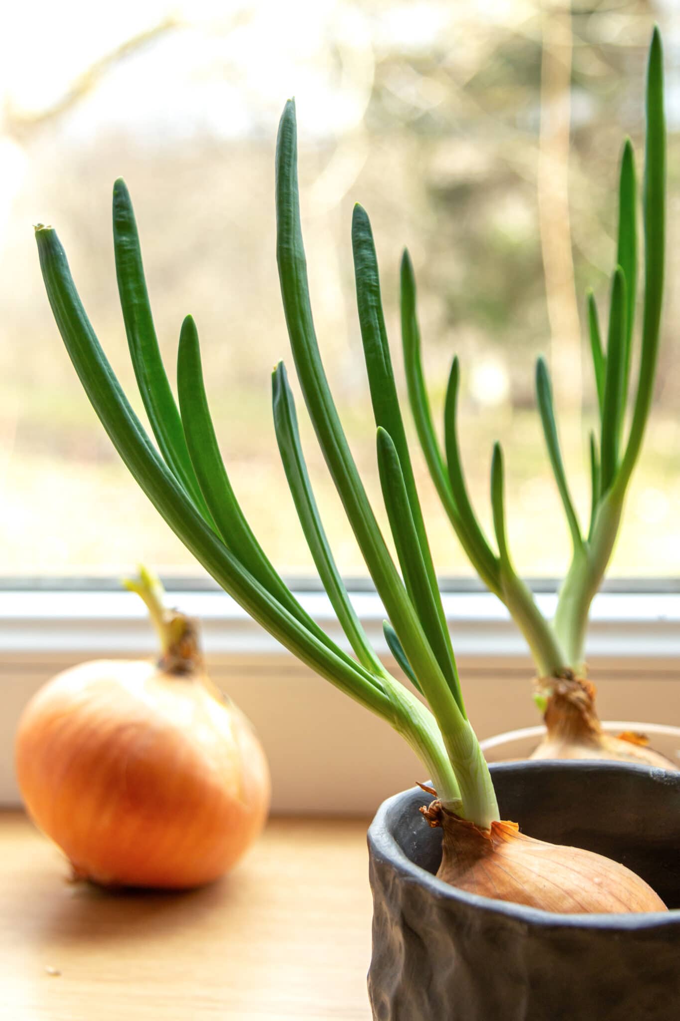 Growing onions in small containers in front of a sunny window.
