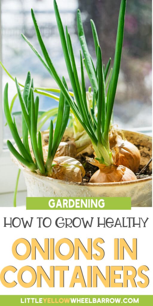 How to Grow Onions in Containers Expert Tips and Techniques