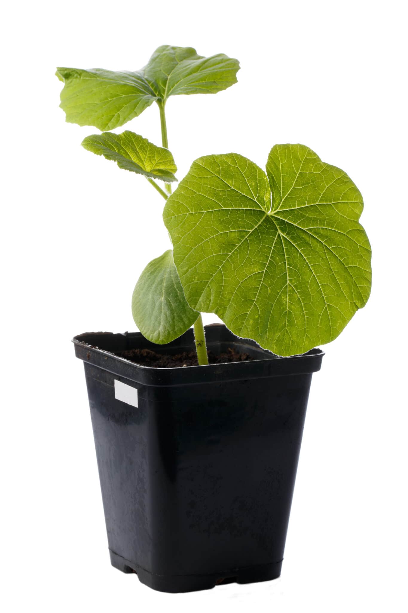 A healthy bright green pumpkin seedling ready to be planted. 