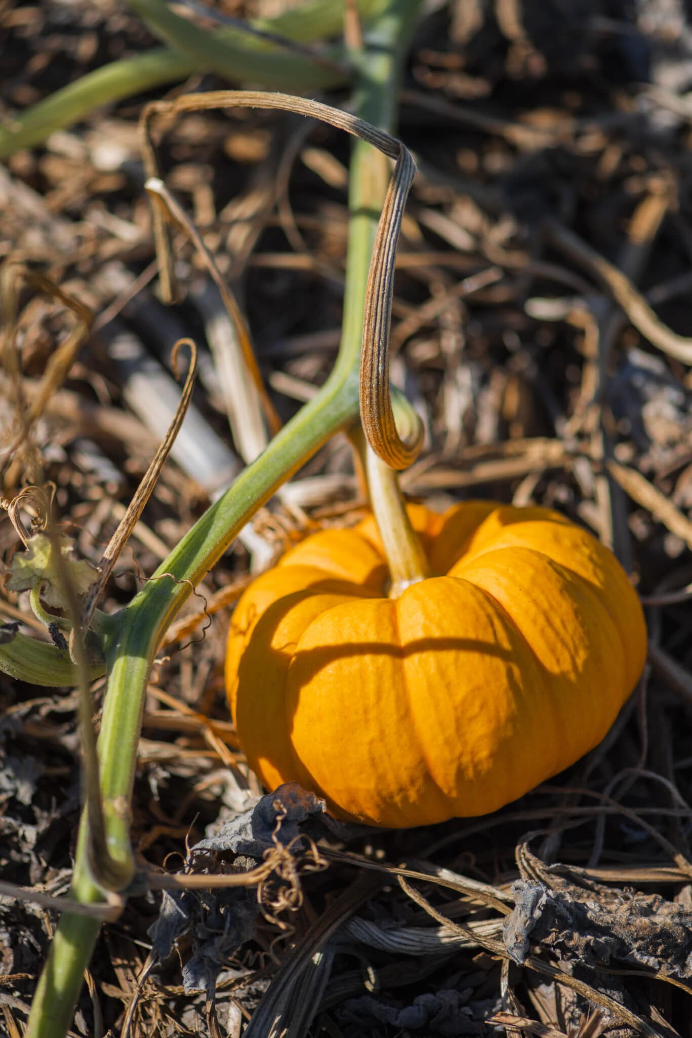 A small container grown pumpkin ripening on a vine. 