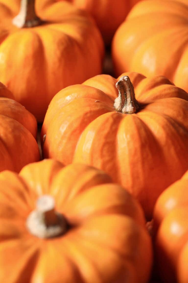 How to Grow Pumpkins in Containers: Small Space Gardening