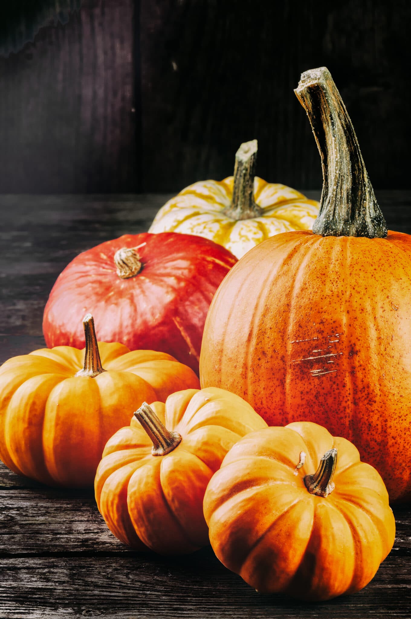 Fresh grown pumpkins (small and large) against a dark moody background.
