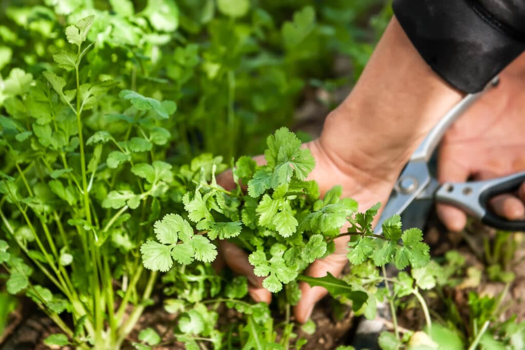 Cilantro Plant How To Grow, Harvest & Use Them