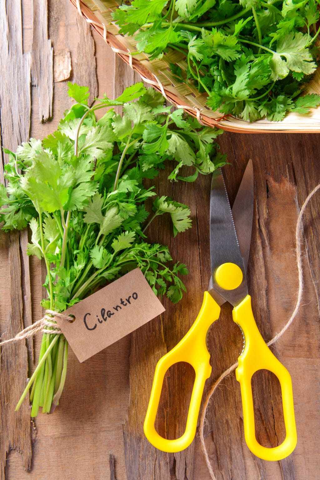 Cilantro Plant How To Grow, Harvest & Use Them