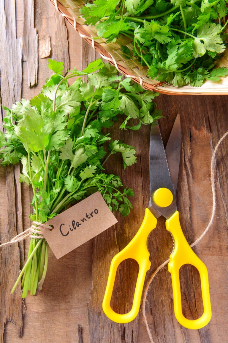 Cilantro Plant: How To Grow, Harvest & Use Them