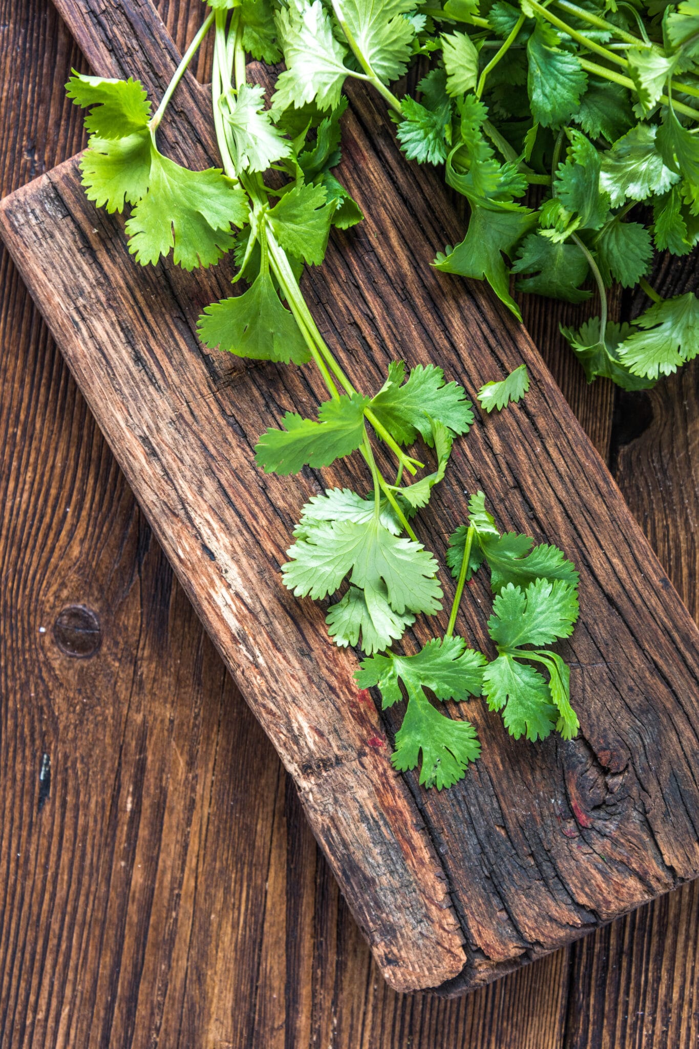 A single sprig of cilantro on an old cutting board.