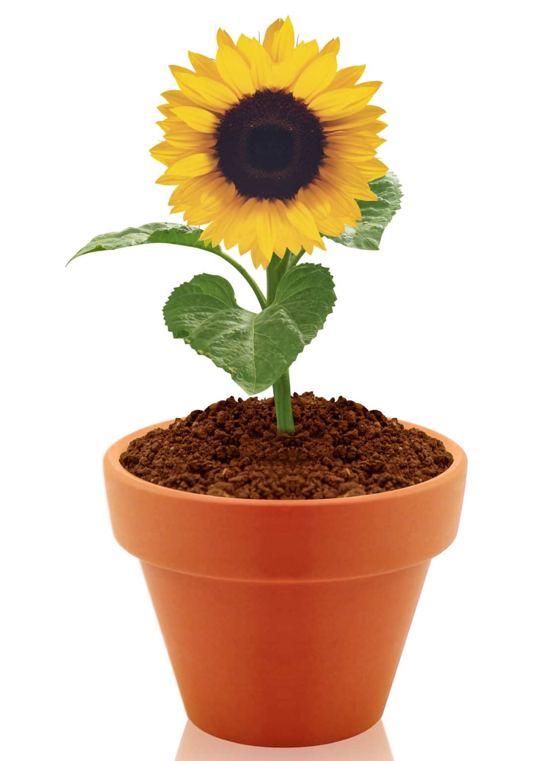 How to Grow Sunflowers Everything You Need to Know