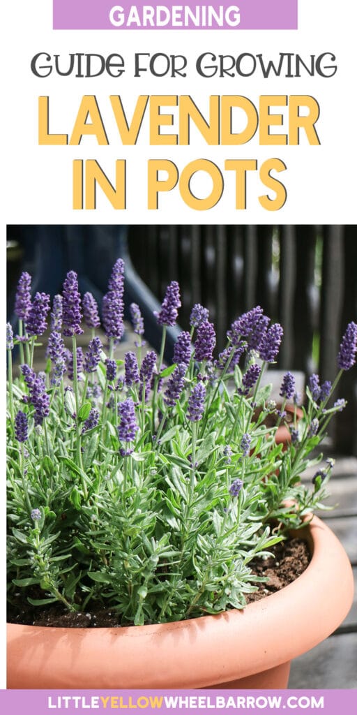 How To Grow Lavender In Pots Successfully!