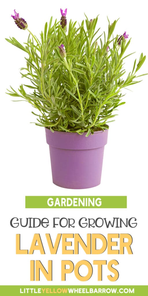 How To Grow Lavender In Pots Successfully!
