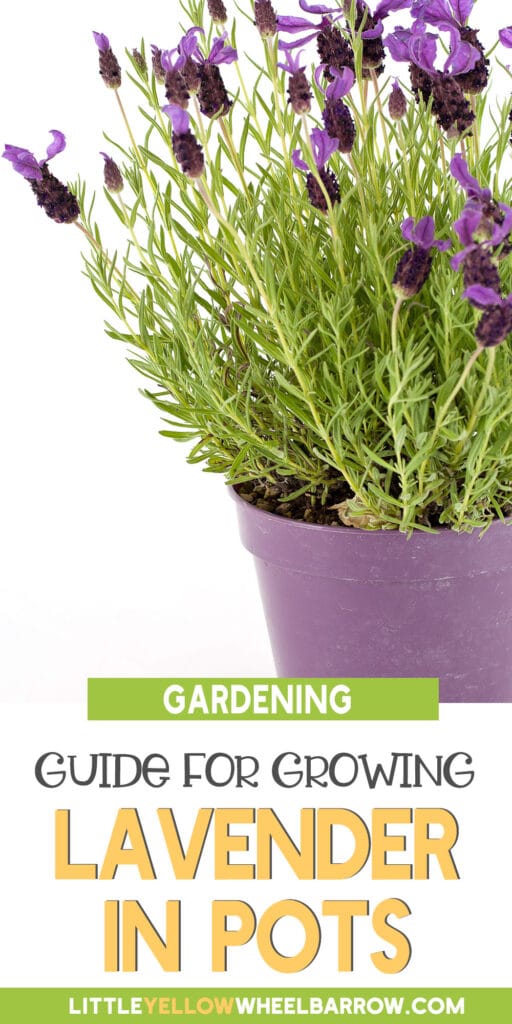 How To Grow Lavender In Pots Successfully!