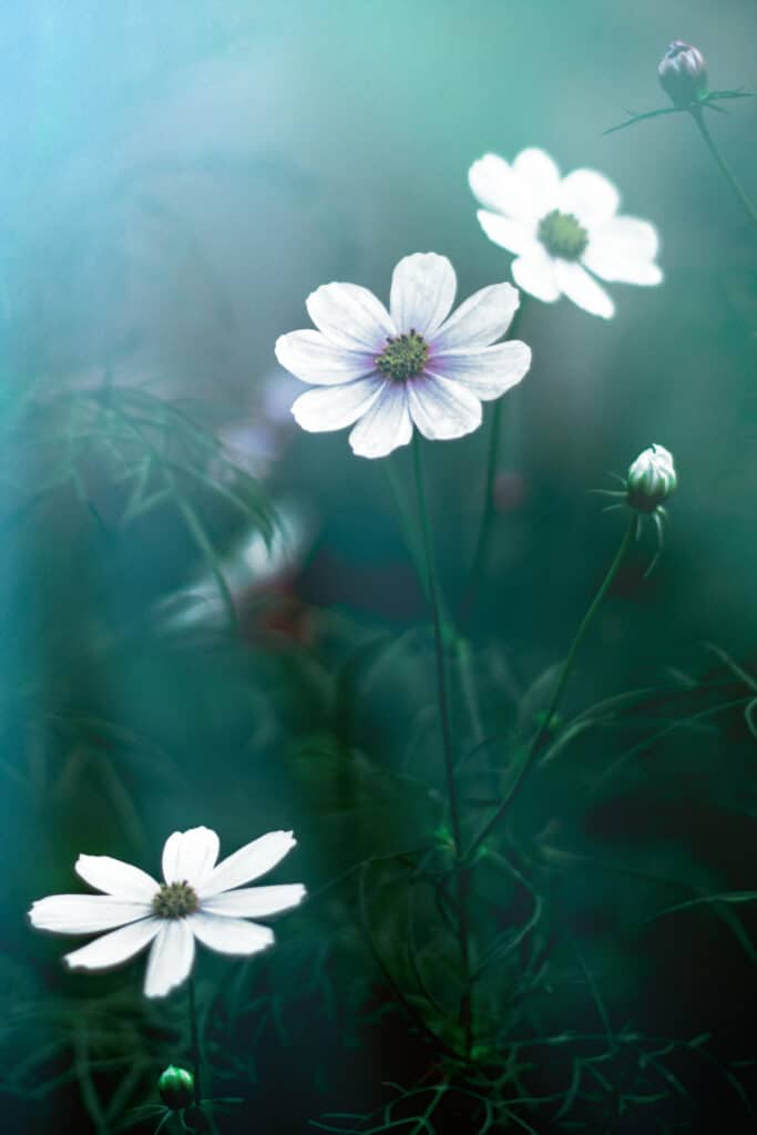 Moonlight Plants Flowers of White for Your Night Time Garden.