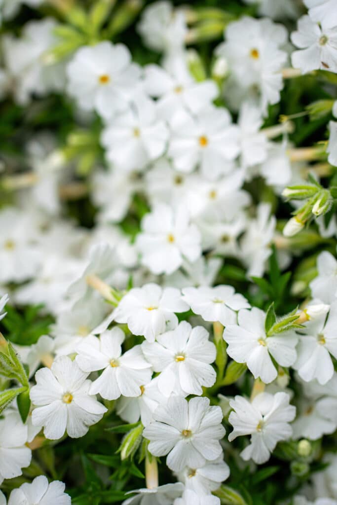 Moonlight Plants Flowers of White for Your Night Time Garden.