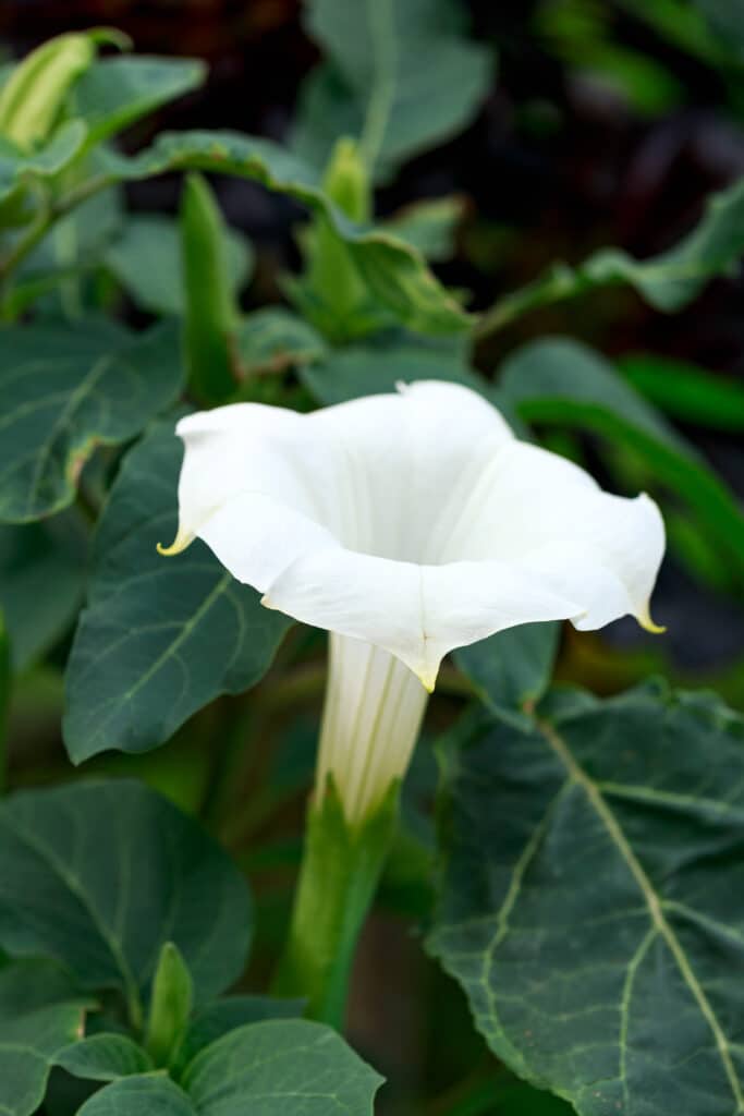 Moonlight Plants Flowers of White for Your Night Time Garden.
