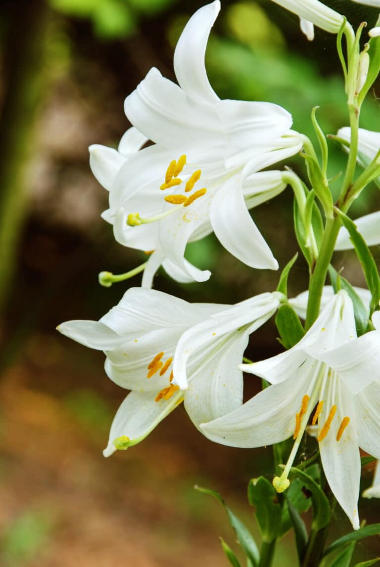 Moonlight Plants –  Flowers of White for Your Night Time Garden.