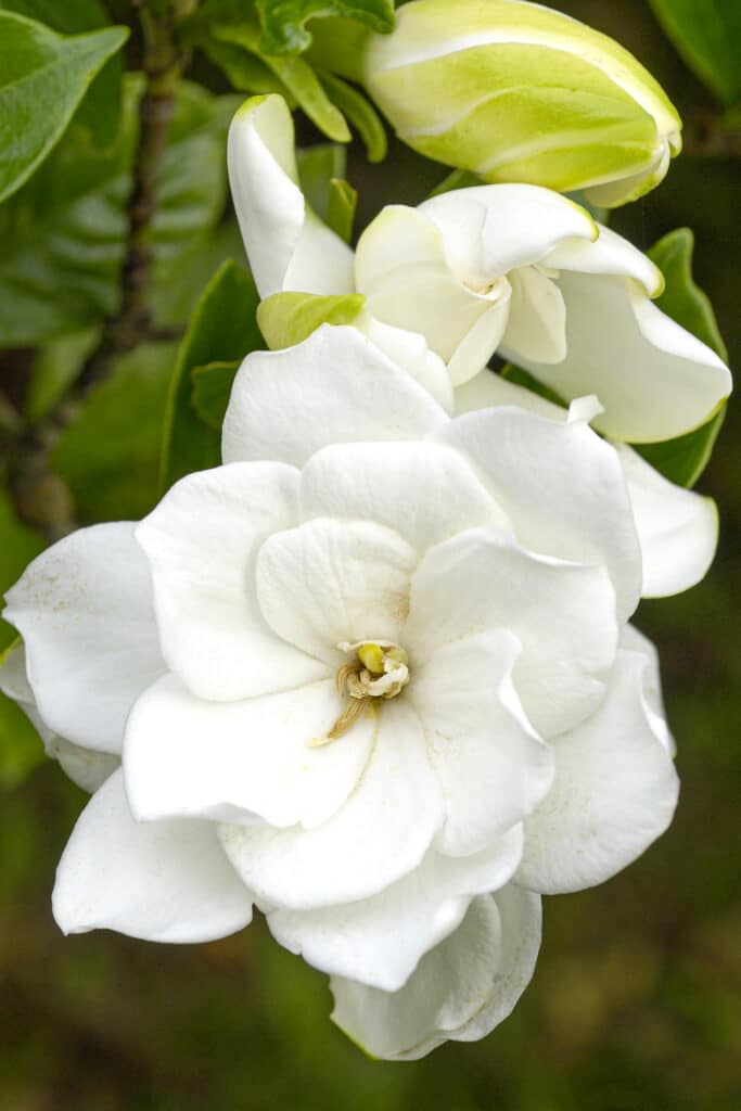 Moonlight Plants Flowers of White for Your Night Time Garden.