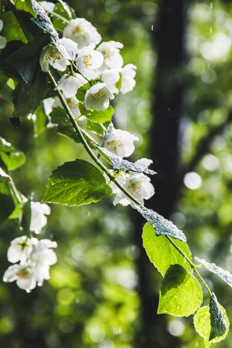 Moonlight Plants Flowers of White for Your Night Time Garden.
